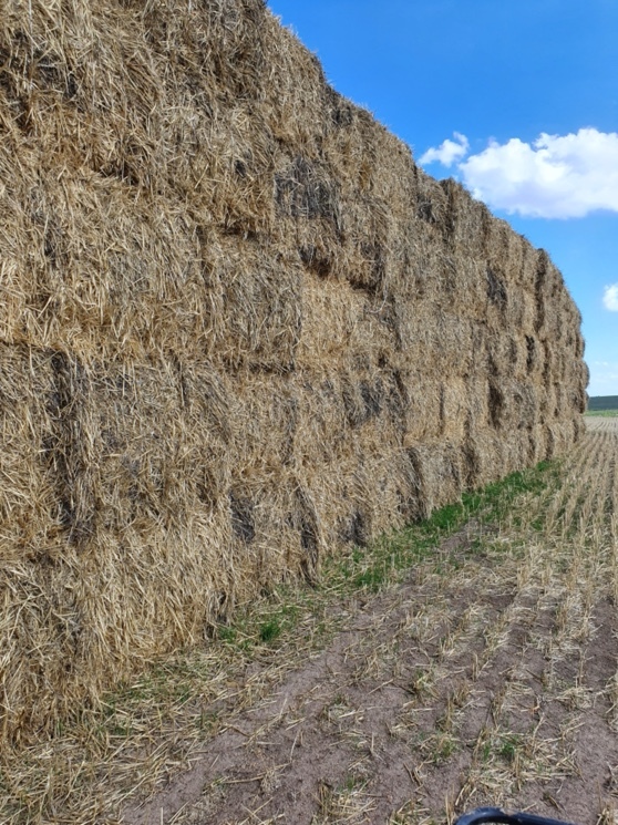 Wheaten Straw 8x4x3 Bales (Straw Walker Header Trails)
