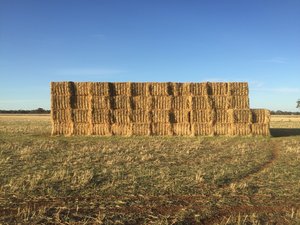 BARLEY STRAW header tailings 250 8x4x3 bales
