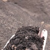 Feed Lot Composted Manure/Fertiliser