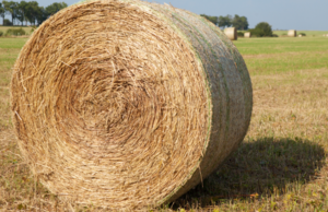 400 x Pasture Hay - Round bales (approx. 400-500kg)