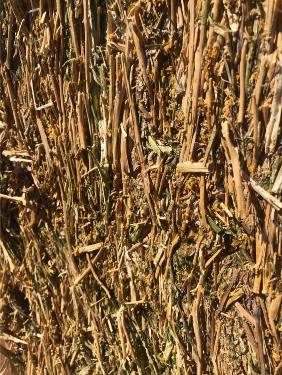 400 Canola Hay 8x4x3 Bales ex farm