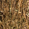 400 Canola Hay 8x4x3 Bales ex farm