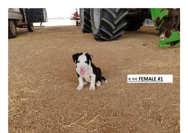 Border Collie x Bull Arab Pups