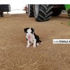 Border Collie x Bull Arab Pups