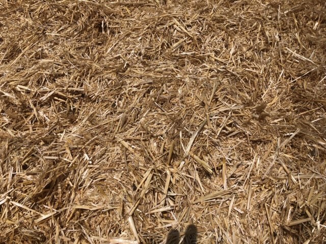 Under Auction - Wheaten Straw 128 - 8x4x3 Bales approx 480 kgs - Sold By The Ton