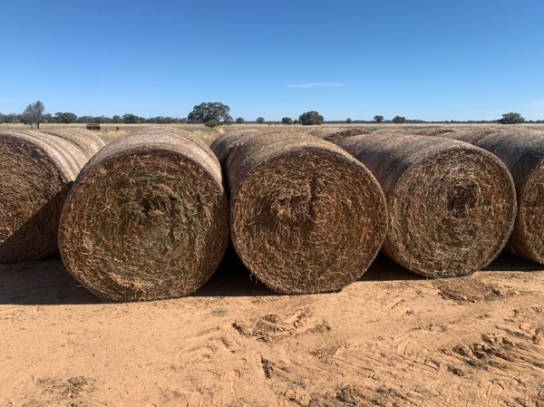 200 x Vetch Hay 5x4 Bales
