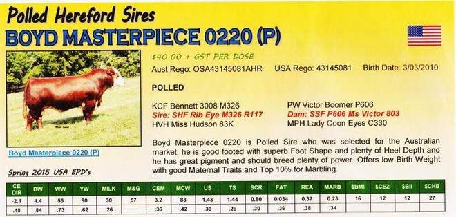 Poll Hereford registered stud bull