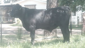 Angus yearling bull ready to work