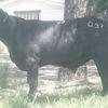 Angus yearling bull ready to work