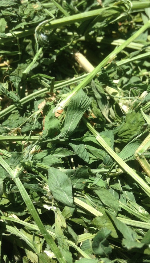 96 Rolls of second cut Lucerne Hay