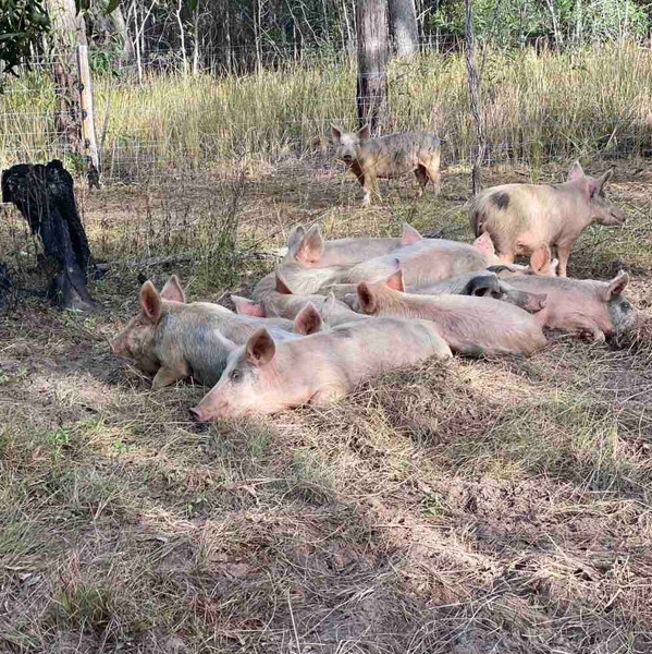 Wanted. Stock feed/ Feed grade veg/fruit 
