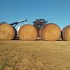 Canola round bale hay