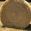 500 x Pasture Hay 5x4 Round Bales