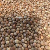 400/mt Feed Lentils For Sale