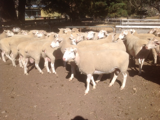 White Suffolk Rams