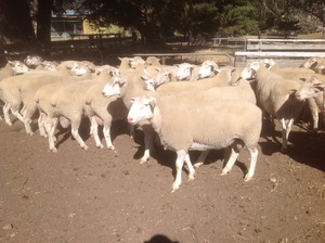 White Suffolk Rams