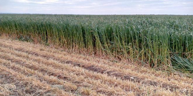 Oaten Hay High Quality (Irrigated & leafy) 4x4 round bales 