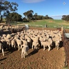 194 Merino Ewes with 124 Lambs