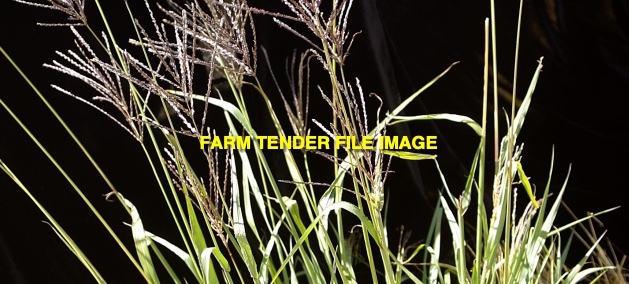 Premier Digit Grass - Coated