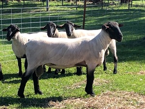 Top quality stud bred shorn 2018 rams