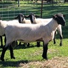 Top quality stud bred shorn 2018 rams