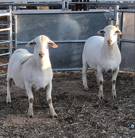 White Dorper Rams x 2