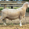 Under Auction - Lot 27 Highlander Ram 191105 (DLE Ram Auction A100 - 10th Sept via Auctionsplus) 