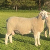 WAKELEIGH White Suffolk Rams
