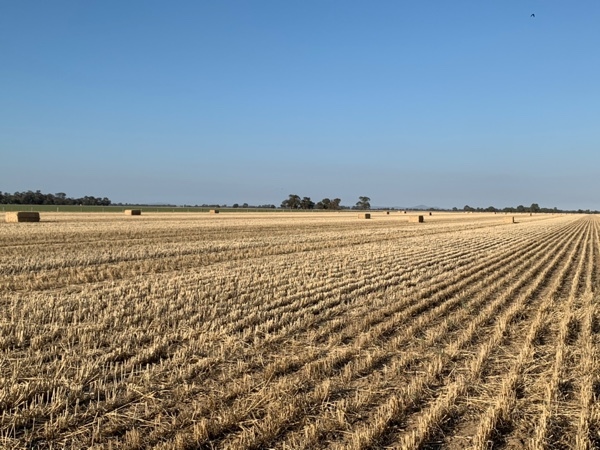 Wheaten Straw 450kg 8x4x3 Bales