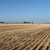 Wheaten Straw 450kg 8x4x3 Bales