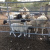 6 x Dorper Sheep 
