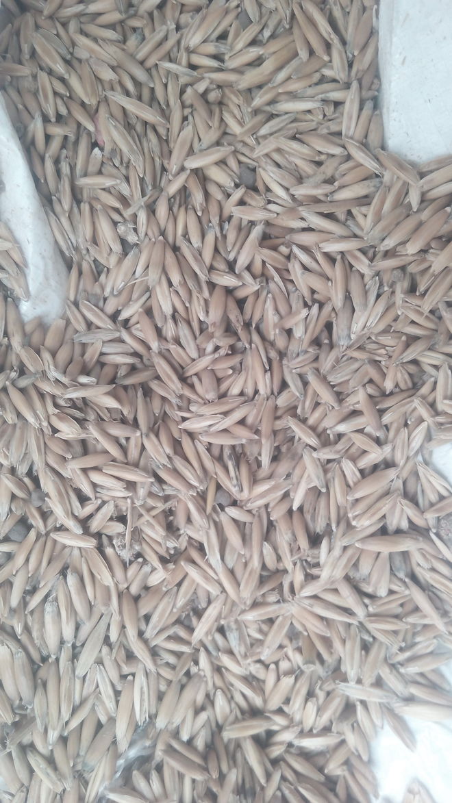 Cleaned & graded Winteroo (Hay) oat seed. Surplus to this years sowing. Approx 2.5ton