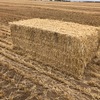 Barley Straw 500kg 8x4x3 Bales 'New Seasons'