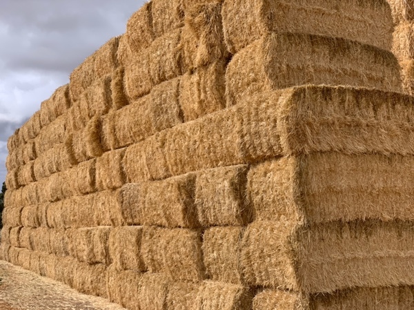 barley header trail straw