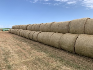 Rye/Clover & Turnip Hay 5x4