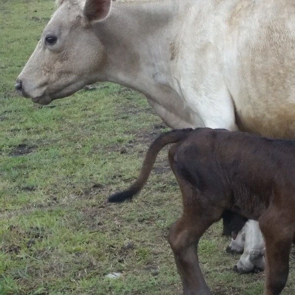 Murray Grey Cows and Calves