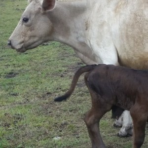 Murray Grey Cows and Calves