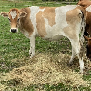 X Bred Dairy Heifer’s