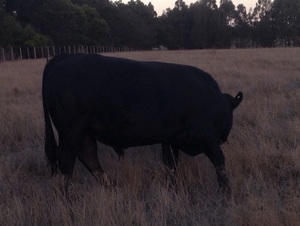 Black Poll Limousin Bull 