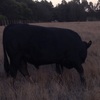 Black Poll Limousin Bull 