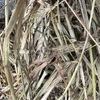 300 x Wheaten Hay 5x4 Bales