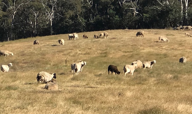 Breeding Flock For Sale a mixture purebred Dorpers and Dorper Suffolk X Ewes. Producing fast growing, large framed, meaty lambs.