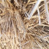 8x4x3 Straw Top Bales For Sale