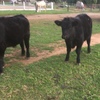 9 Angus Steers For Sale
