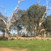 Well bred Merino Ewes with lambs at foot