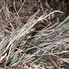 Oaten Hay with some Rye Grass 8x4x3 Bales