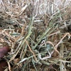 Canola Hay  8x4x3 Bales  700 kg Av plus Freight