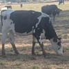 Ready to join AI Bred Friesian Heifers