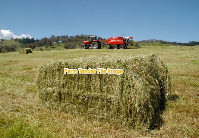 Rye Grass hay  8x4x3 Bales