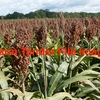 Forage Sorghum Seed